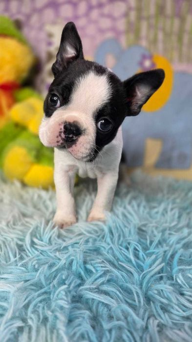 Boston Terrier KLUSEK
