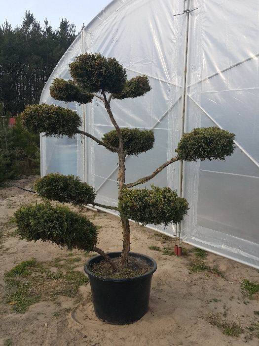 Jałowiec Juniperus formowany bonsai