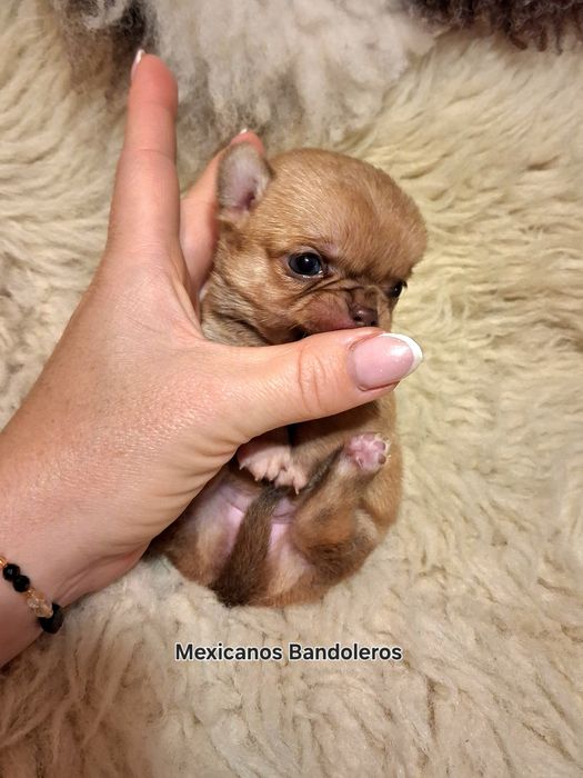 NAJPIĘKNIEJSZA MINI Królewna chihuahua. Cudna sunia !