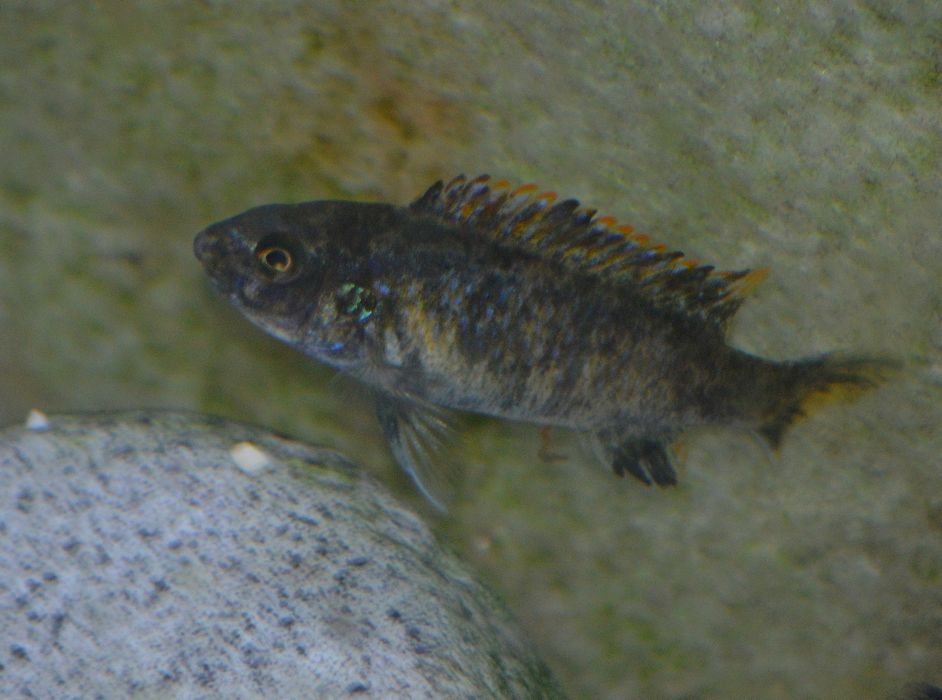 Labeotropheus trewavasae