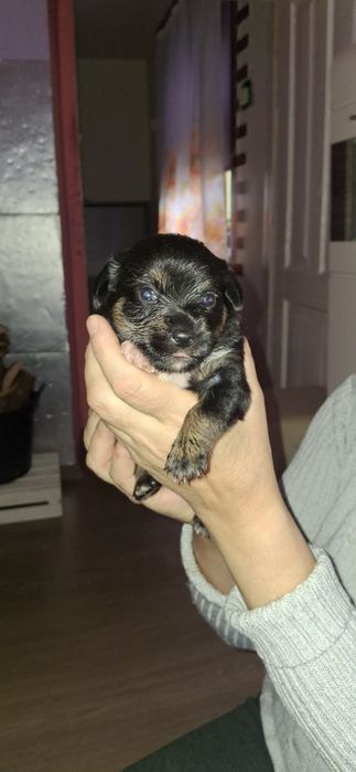 Oddam szczeniaki za darmo