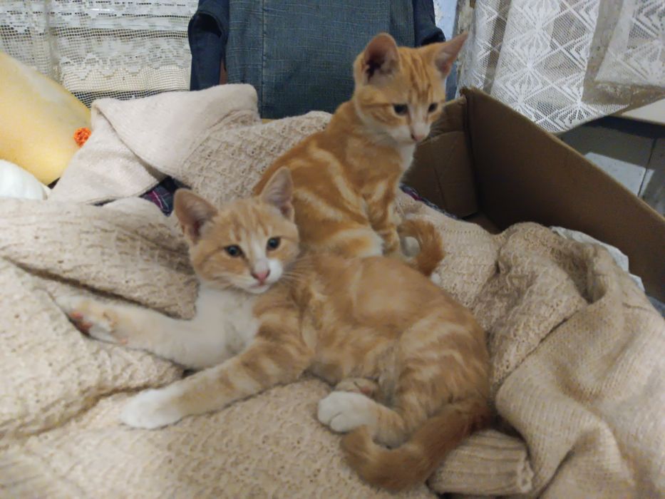 Кошенята шукають сім'ю!