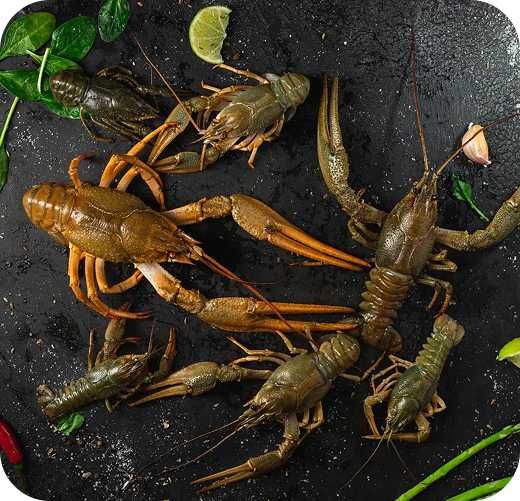 Раки охолоджені мілко-середні до 35 шт/кг (30-50грам/штука) 1кг