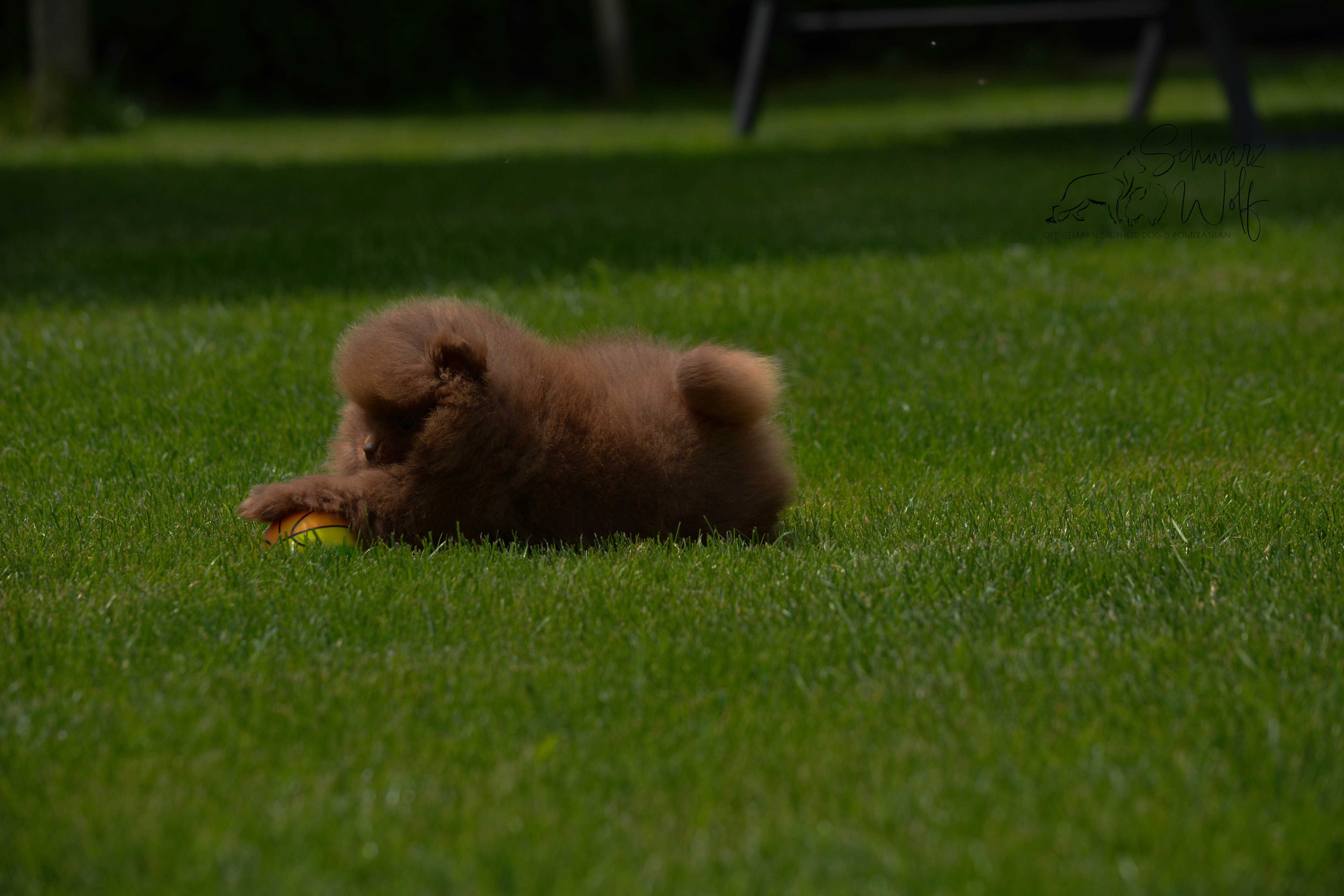 Szpic Miniaturowy Pomeranian czekoladowa dziewczynka