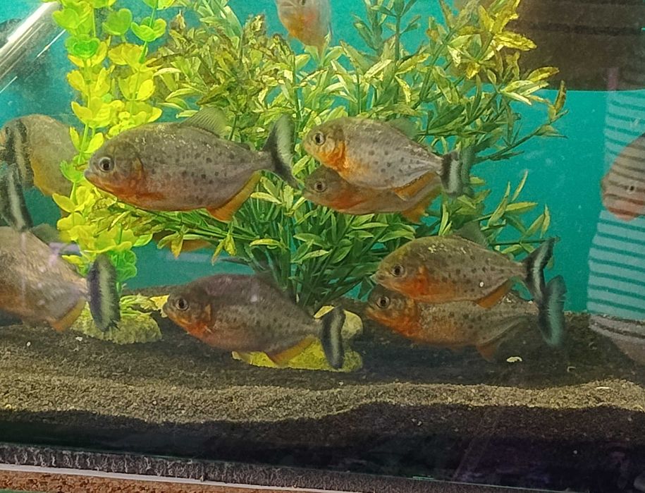 Pirania czerwona Pygocentrus nattereri