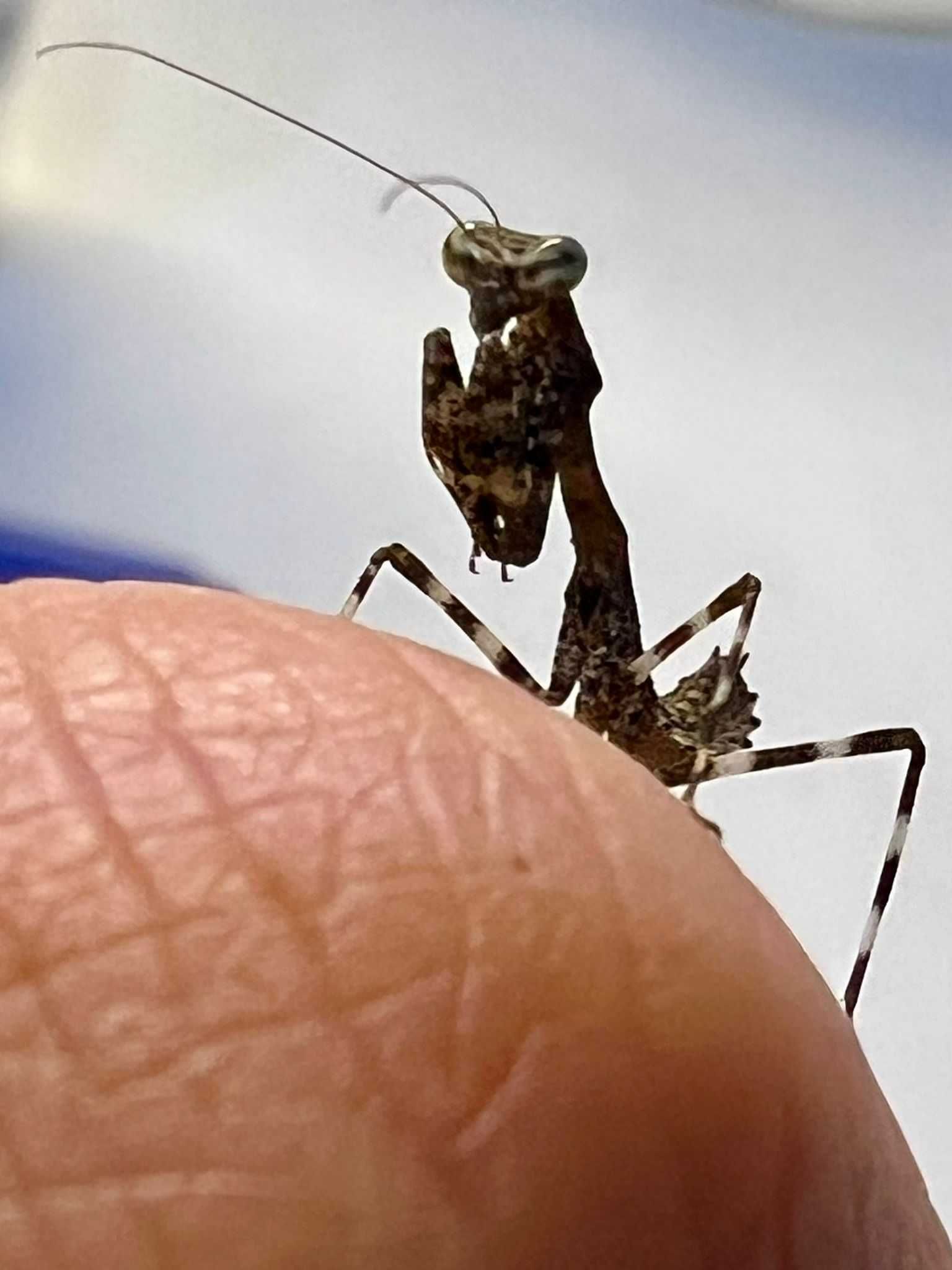 Modliszka liść mega odporna Deroplatys lobata L2 dla początkujących