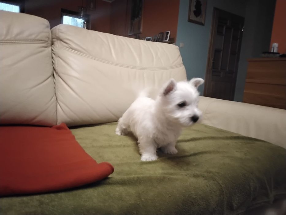 Piesek West Highland White Terrier