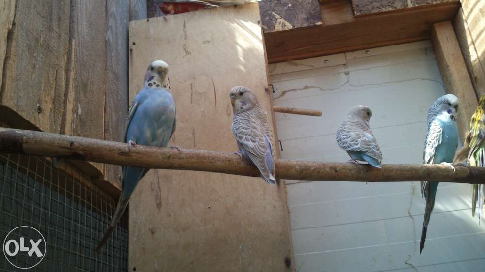 papugi faliste śliczne kolorowe inne