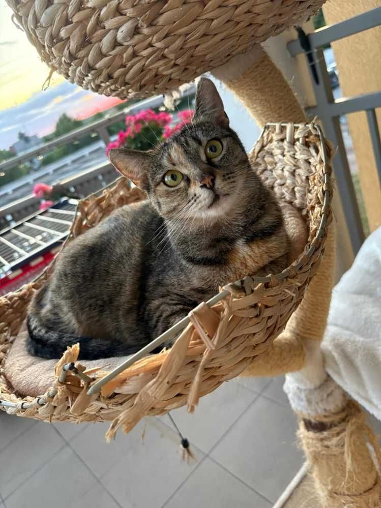 Roczna,delikatnej budowy,wrazliwa,tulaśna bura pręgowana kotka.ADOPCJA
