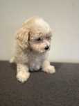 Maltipoo śliczna sunia