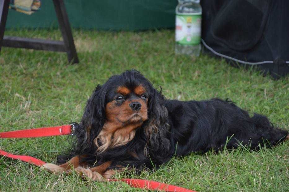 Cavalier King Charles Spaniel