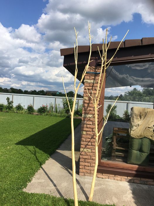 Гілки чищені ,дуб,вишня,верба,слива,алича,яблуня.