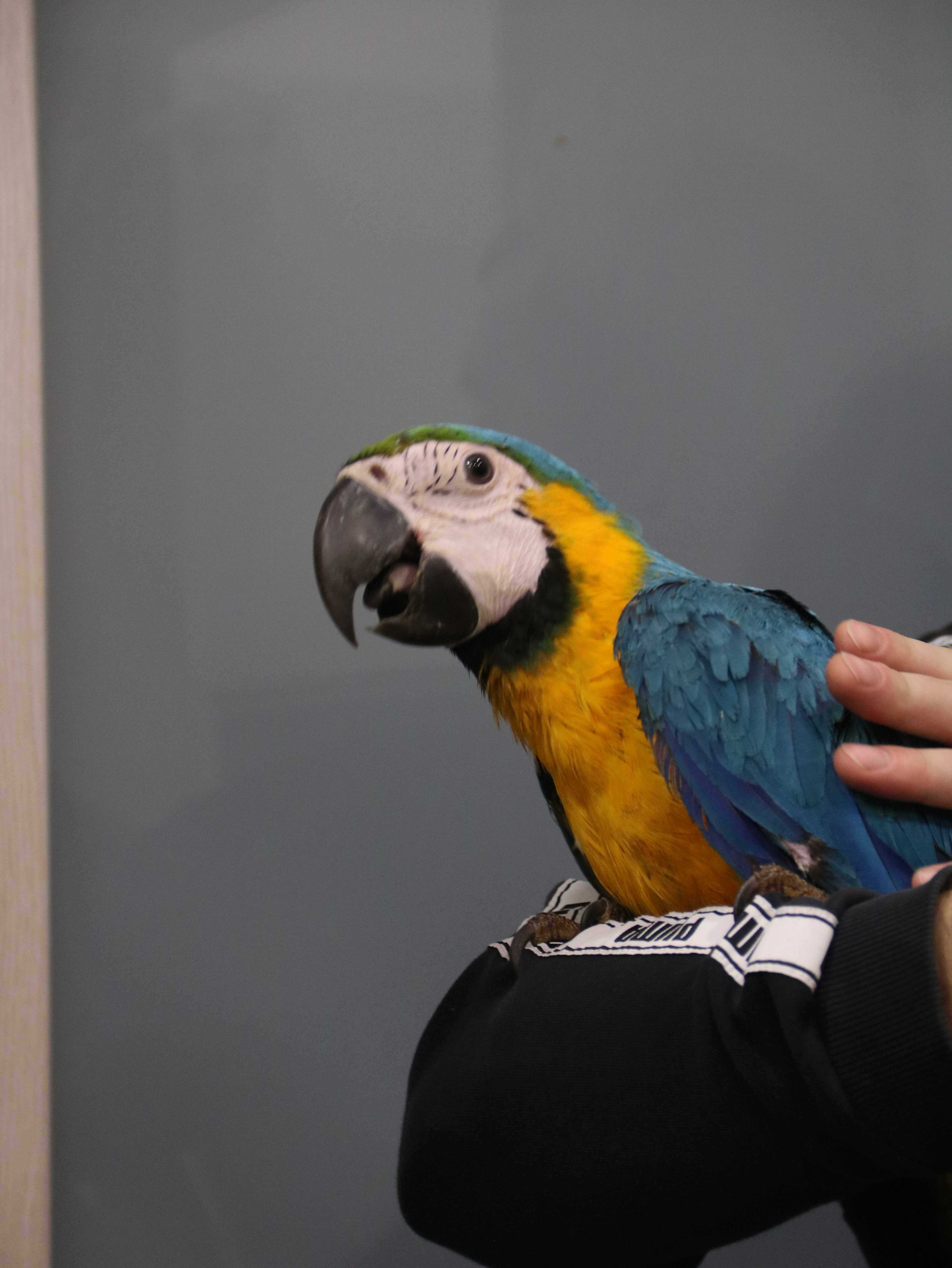 Синьо-жовтий Ара, великий папуга Ара, розкішний Ара ручний малюк
