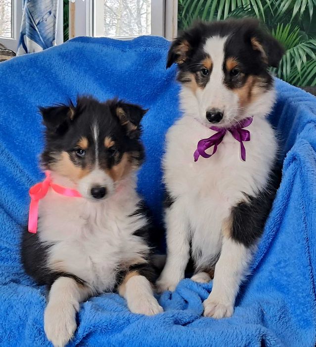 Gotowa Do odbioru -Sunia Owczarek Szkocki długowłosy Collie