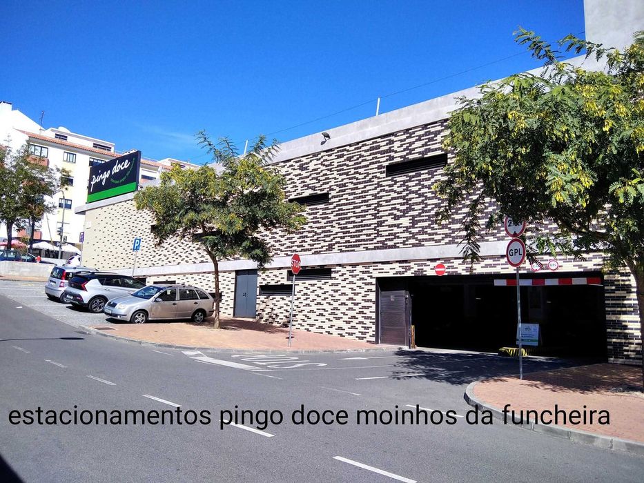 Canários amarelos - liliana