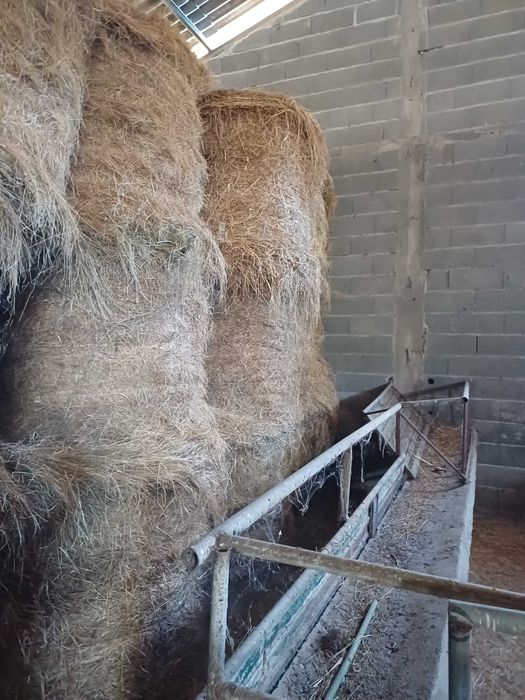 Vendo feno deste ano