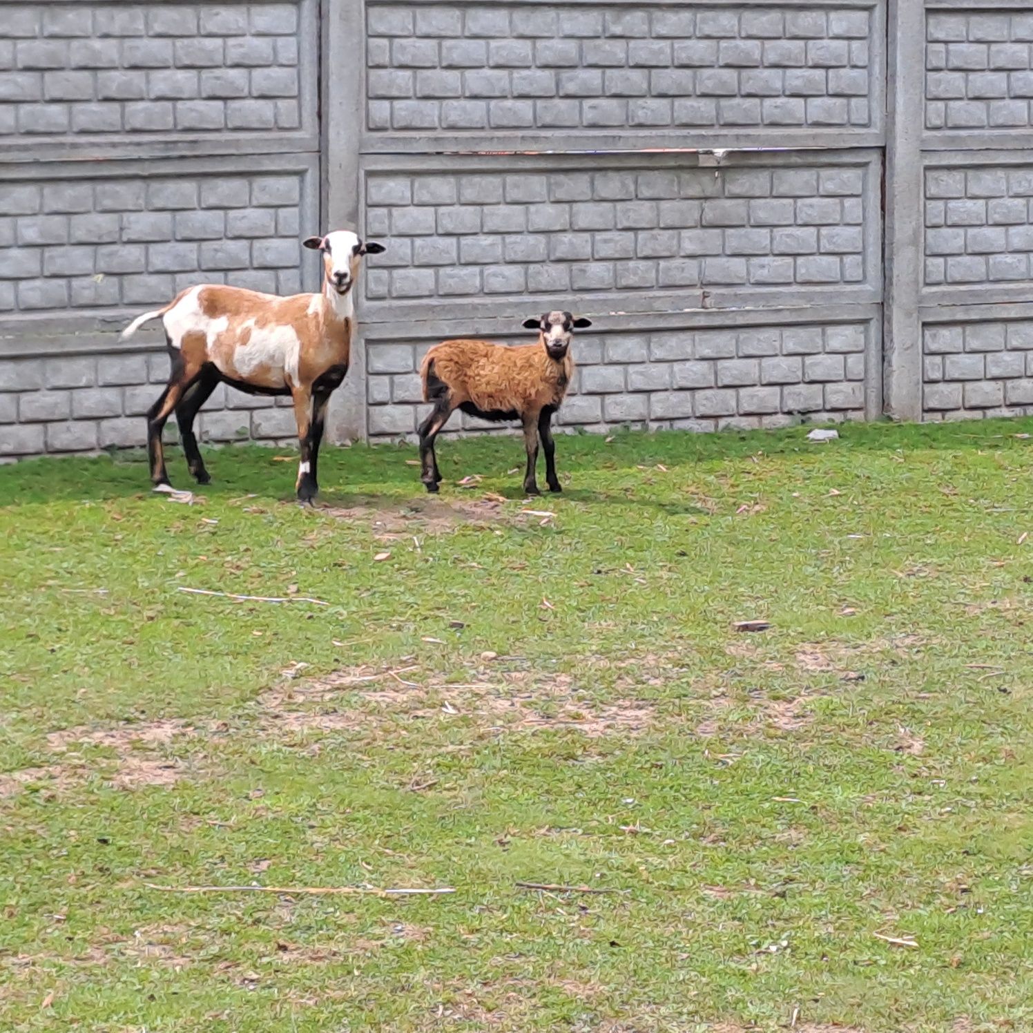 Sprzedam 2 owce kameruńskie