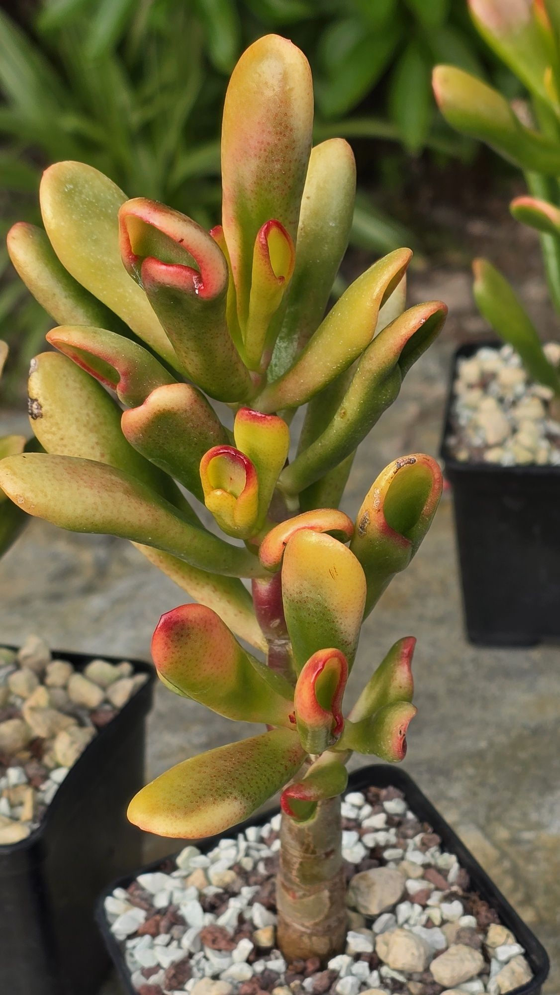 Crassula Red Hoorn