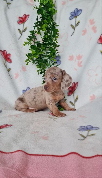 Teckel Arlequim Isabella mini mini kanichen de Qualidade