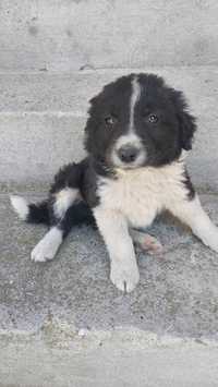 Szczeniak Suczka border collie