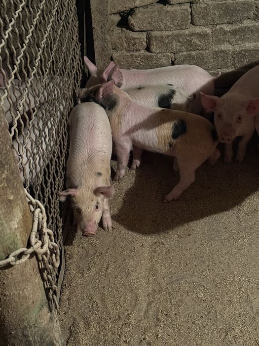 Продам поросят маленьких