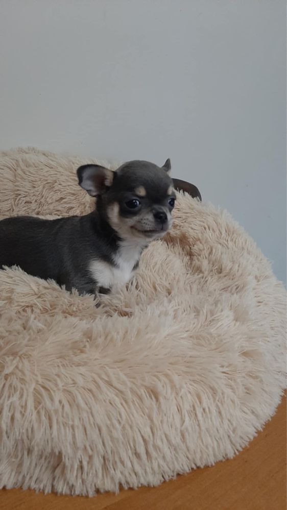 Sprzedam piękna sunie rasy Chihuahua. Niebieska.