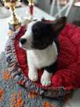 Cudowny Welsh Corgi Cardigan