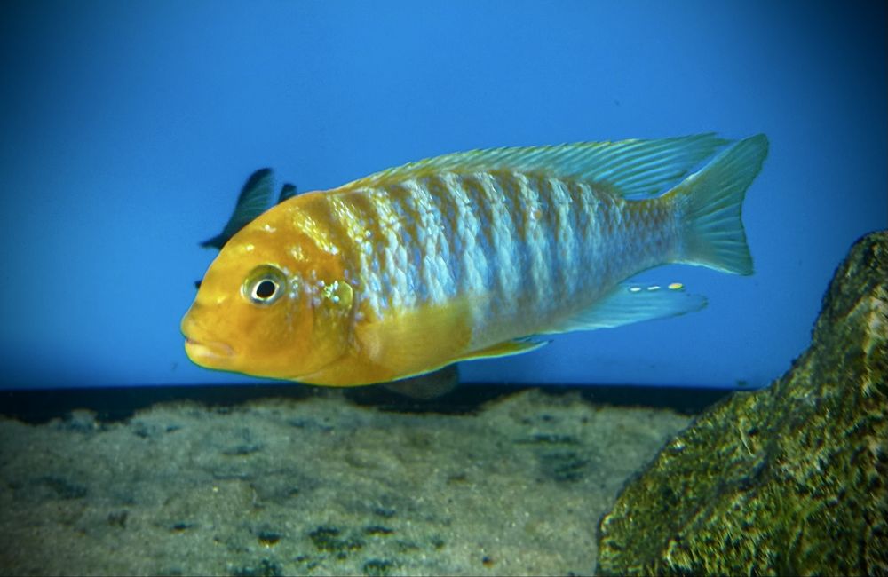 Metriaclima hajomaylandi, Chizumulu Island F1 , pyszczaki Malawian