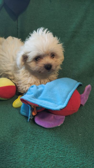 Maltipoo puchata kilka chłopiec Warszawa pudel maltańczyk
