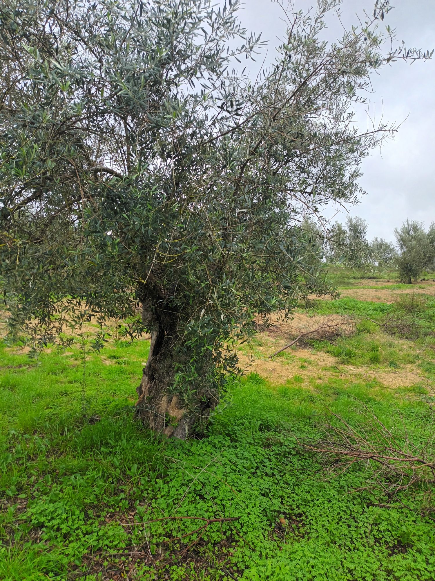 Oliveiras galegas centenárias