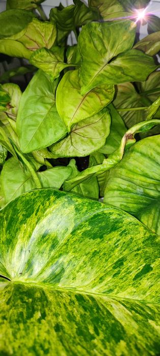 Поменяю  комнатные цветы