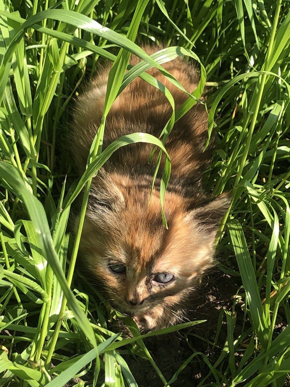 Котики в добрі руки
