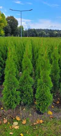 Tuja Smaragd 140 cm tuje laurowiśnia szmaragd 120 thuja brabant Koszal