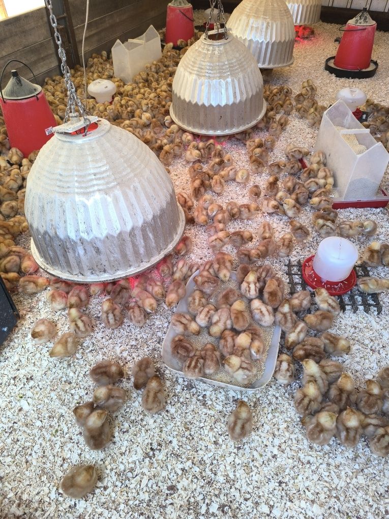 Pintos de engorda