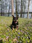 Nala gotowa do adopcji