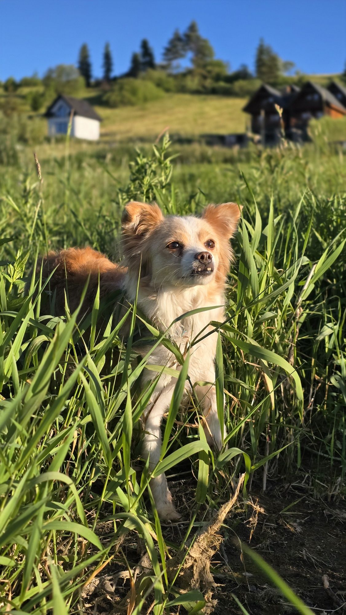 2 letnia maleńka suczka w typie chihuahua
