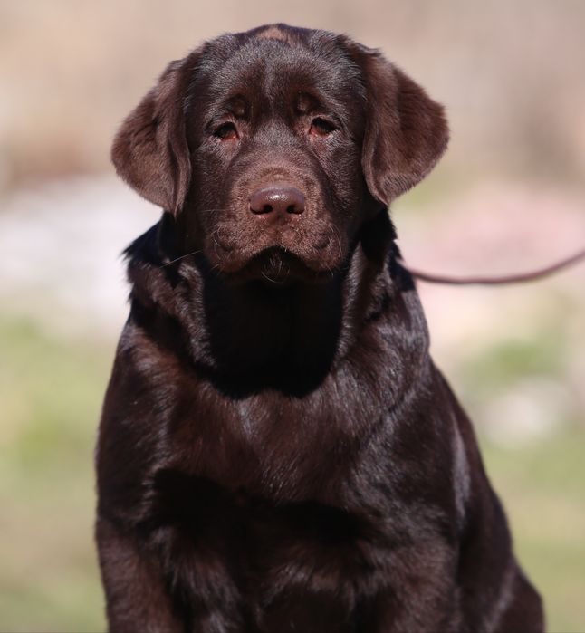 Пронуємо для в'язки ,лабрадор шоколадний