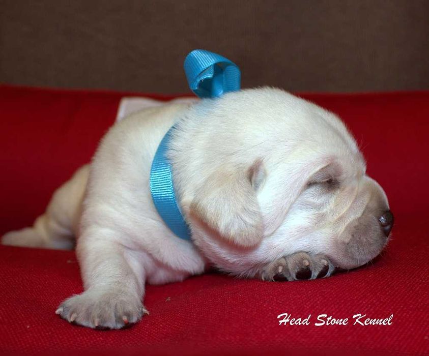 Щенки Лабрадора ретривера