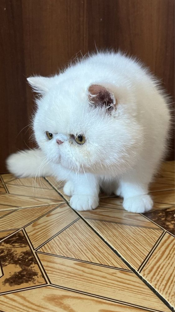 Экзотическая короткошерстная порода кот экзот мальчик белый