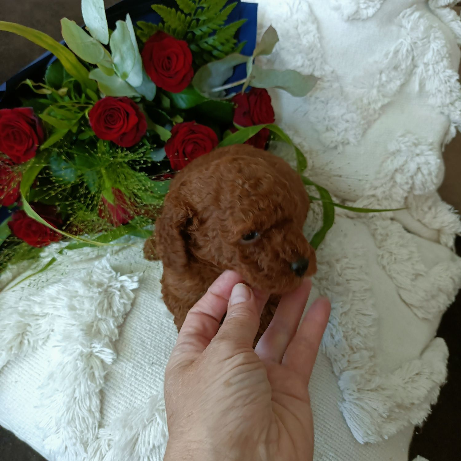 Pudel toy/ miniatura śliczna suczka z rodowodem,chip, wyprawka umowa