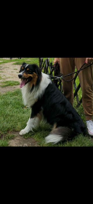 Owczarek Australisjki Szuka Domu.