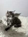 Maine Coon kocurek