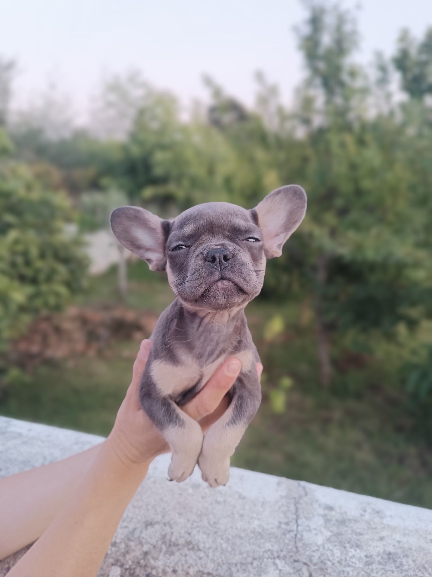 Bulldog francês exóticos