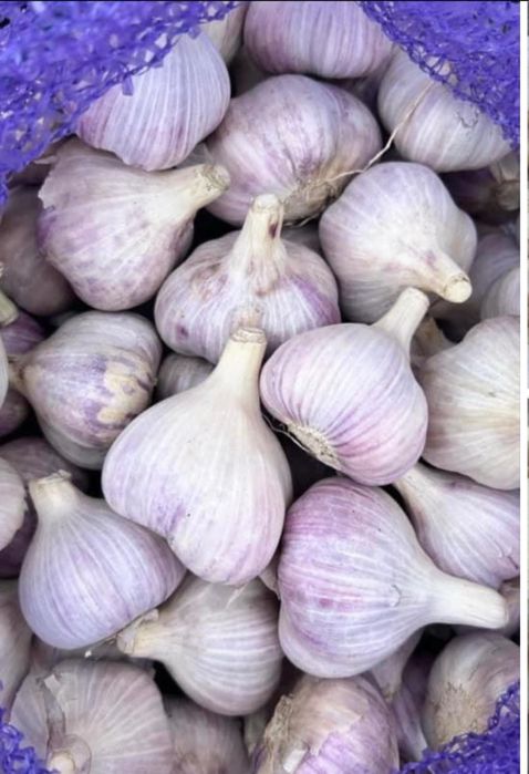 Часник Любаша озимий