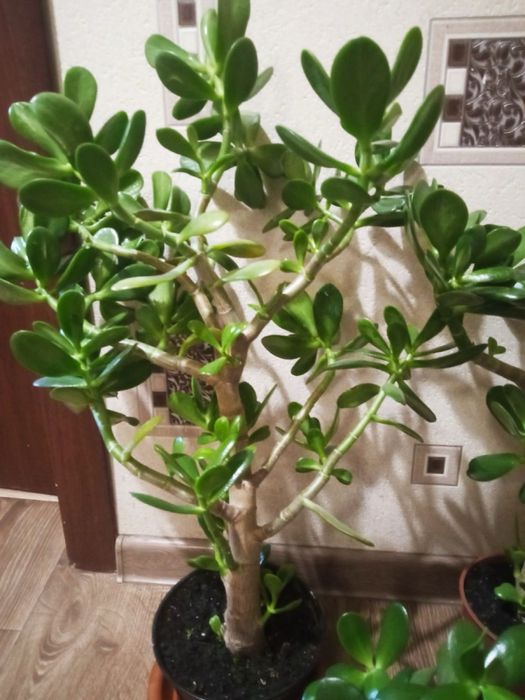 Денежное дерево 5шт