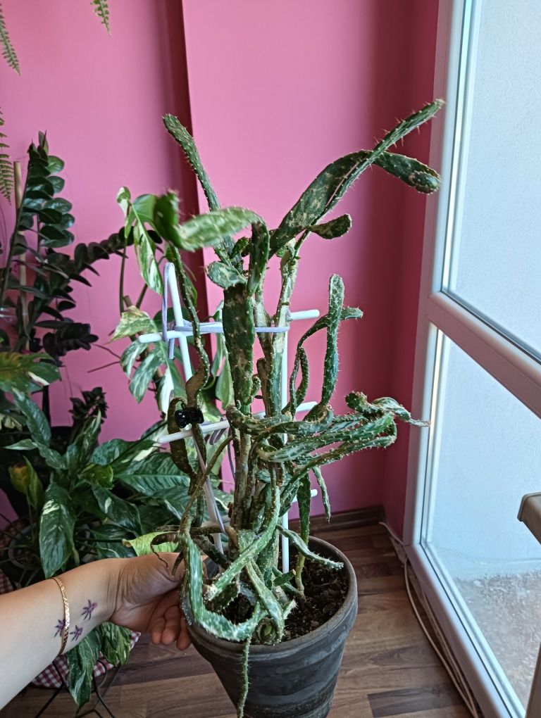 Kaktus kaktusy variegata