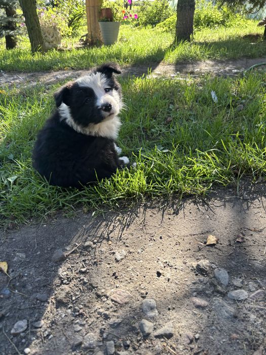 Border collie szczenię z rodowodem gotowy do odbioru