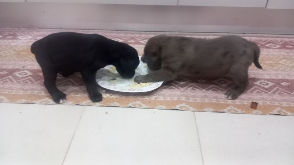 Dois cachorrinhos machos para adopção