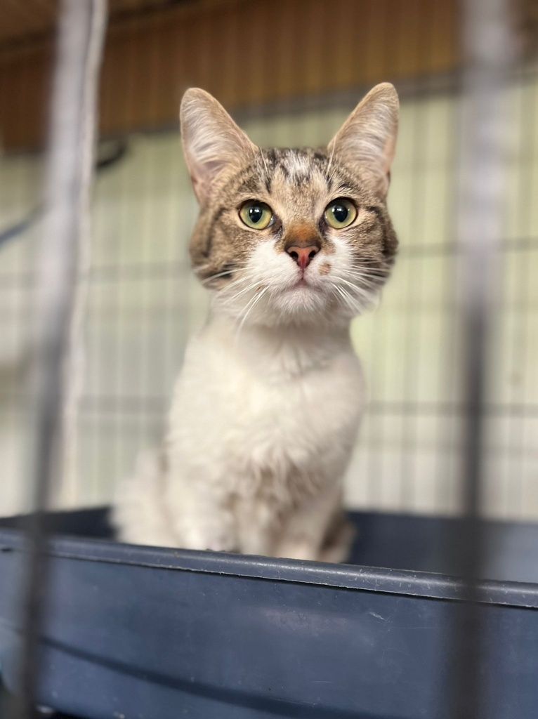 Towarzyski kocurek do adopcji