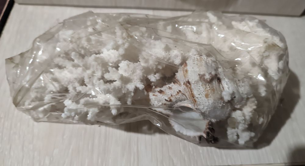 Коралл белый морской натуральный.